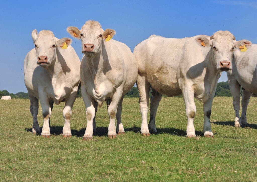 white charolais cows