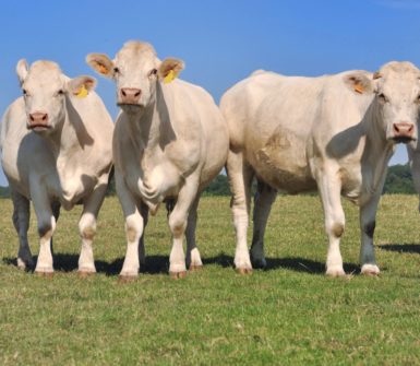 white charolais cows
